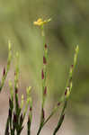Orangegrass <BR>Pineweed